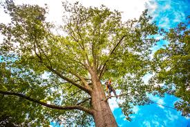 Best Seasonal Cleanup (Spring/Fall)  in Cohoes, NY