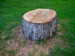How Our Tree Care Process Works  in  Cohoes, NY