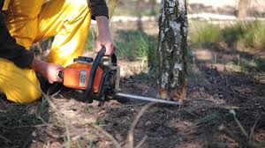 Best Hazardous Tree Removal  in Cohoes, NY