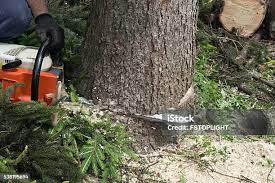 Best Tree Trimming and Pruning  in Cohoes, NY