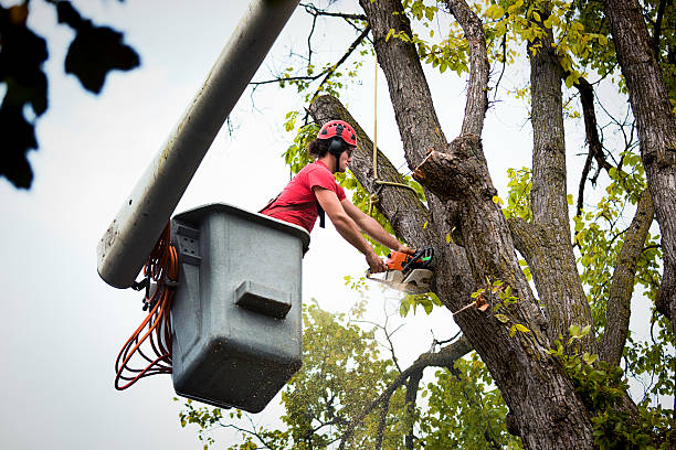 Best Tree Mulching  in Cohoes, NY